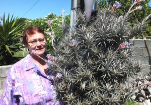 Lugplant blom na 28 jaar